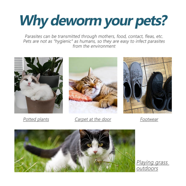 Produit anti-puces et tiques pour chiens ou chats