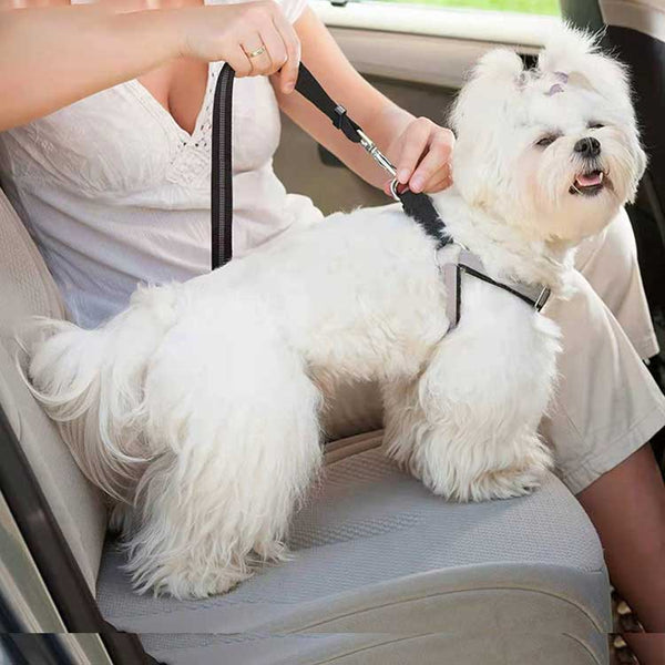 Laisse Bungee pour chien